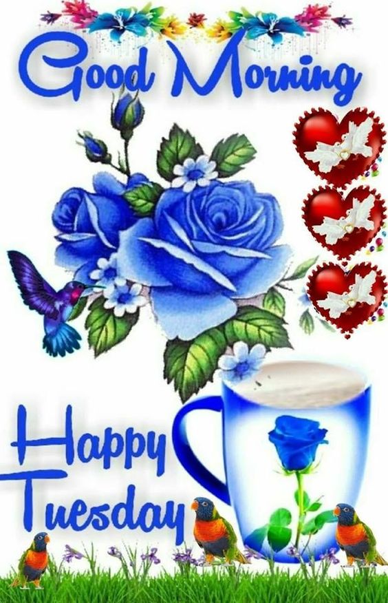 morning wallpaper,blue rose,plant,rose,flower,cut flowers
