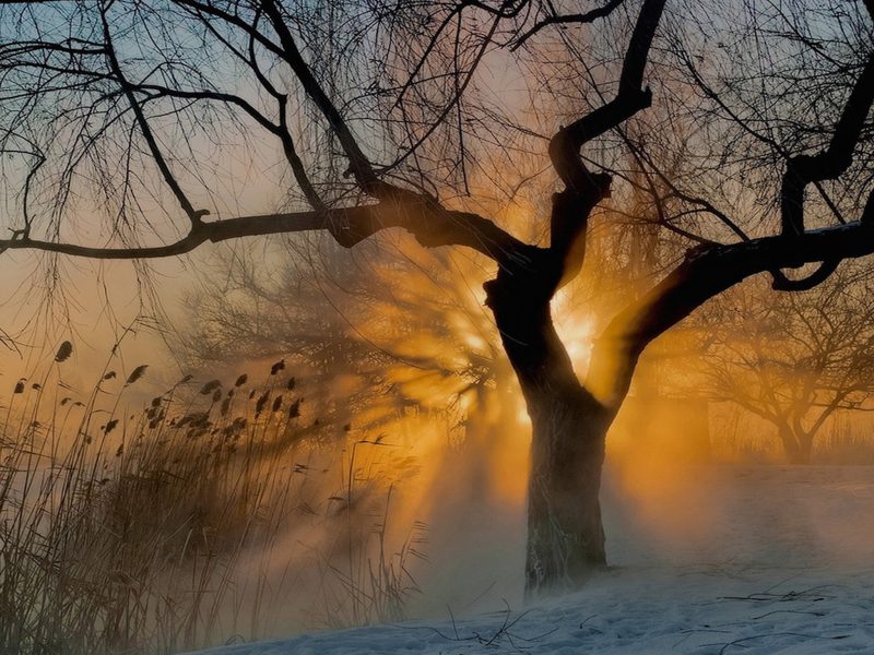 fondo de pantalla de la mañana,paisaje natural,naturaleza,árbol,cielo,mañana