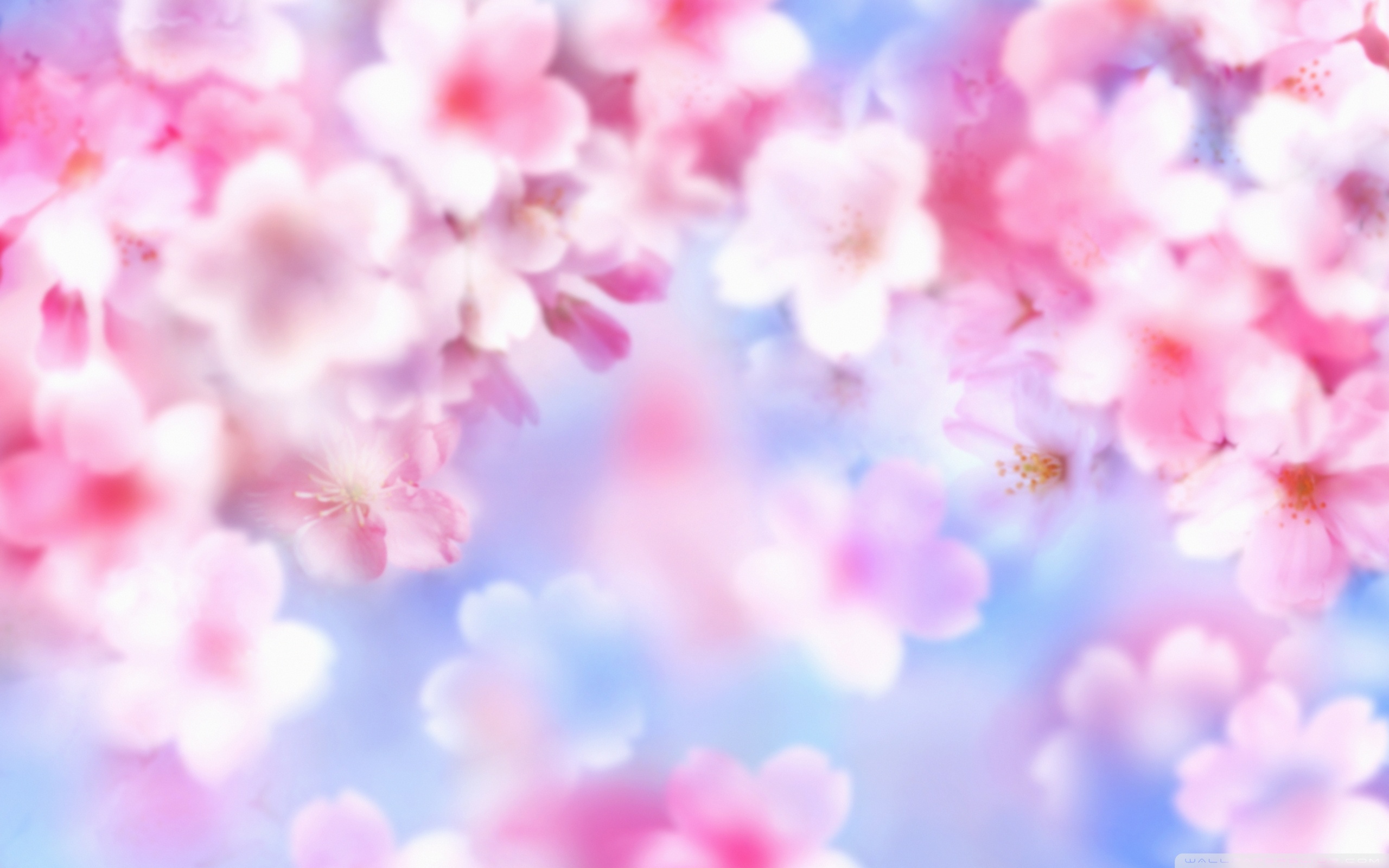 cute wallpapers for girls,pink,petal,flower,blossom,spring