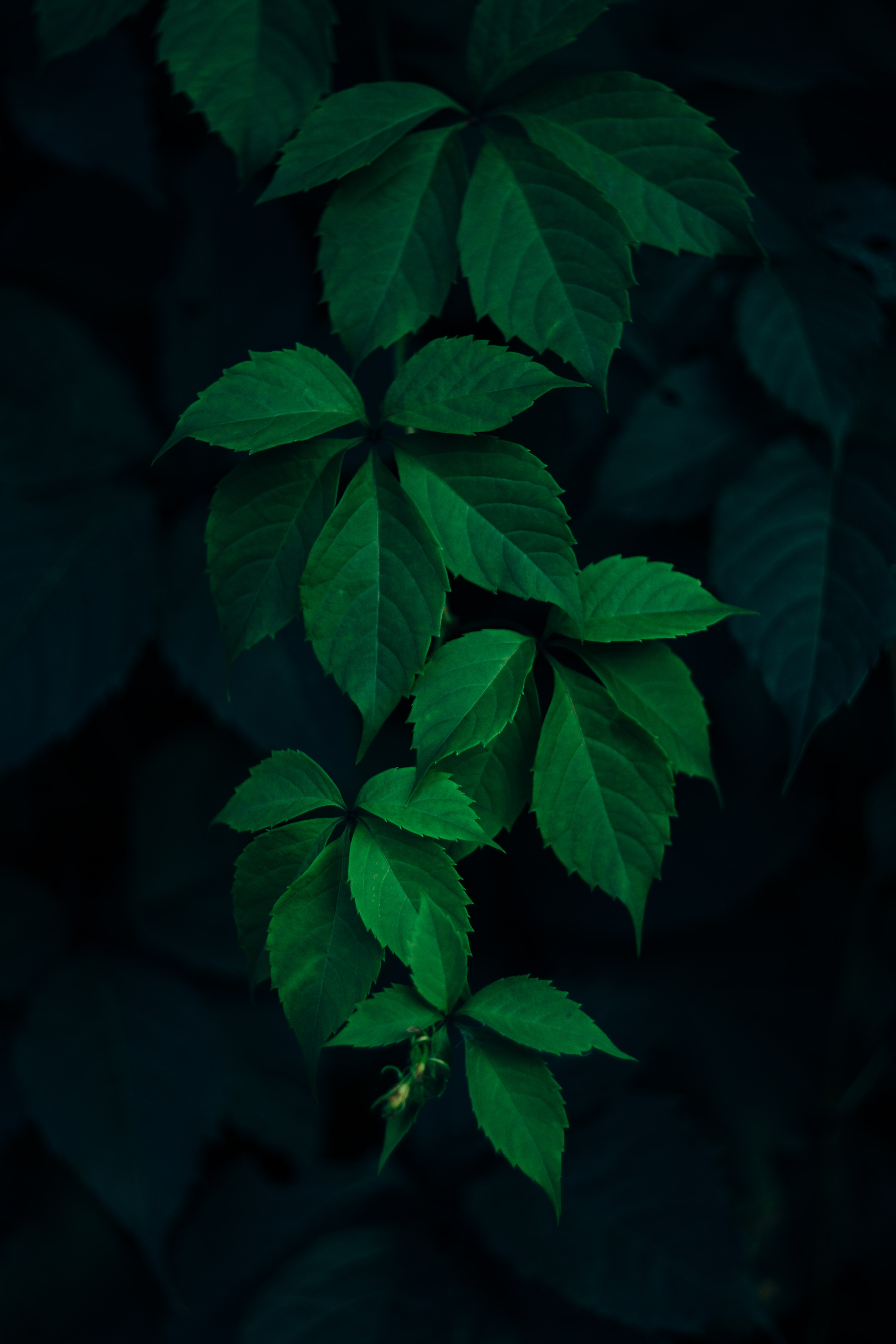 dark wallpaper,leaf,green,plant,flower,flowering plant