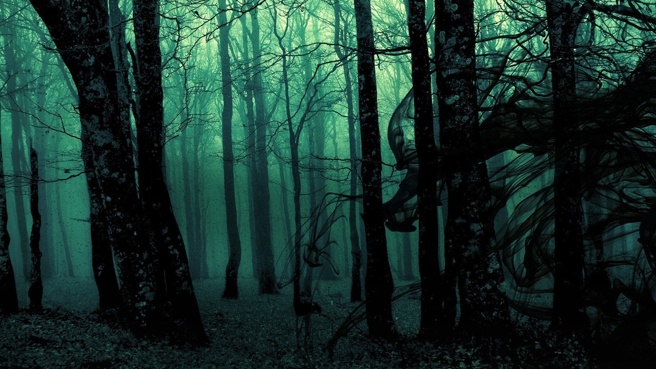 horror wallpaper,forest,tree,nature,woodland,old growth forest