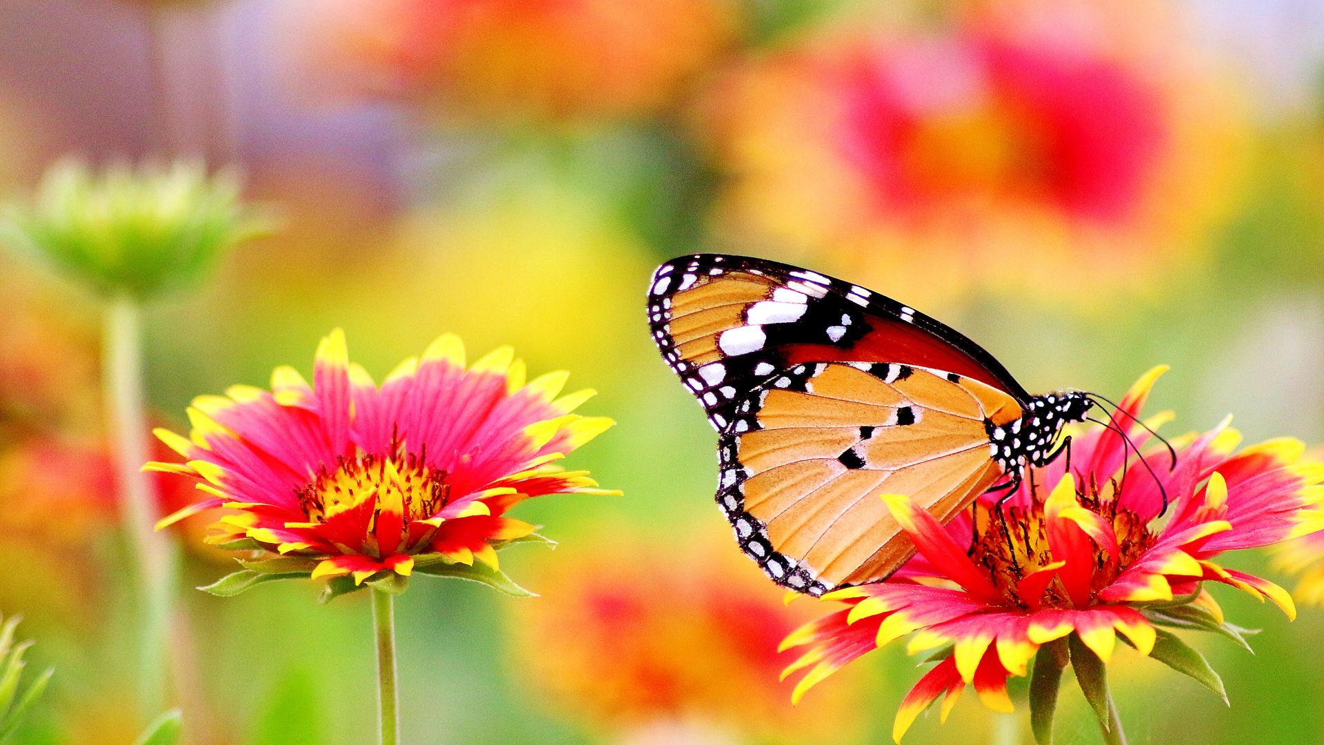 colorful wallpaper,butterfly,monarch butterfly,cynthia (subgenus),insect,moths and butterflies