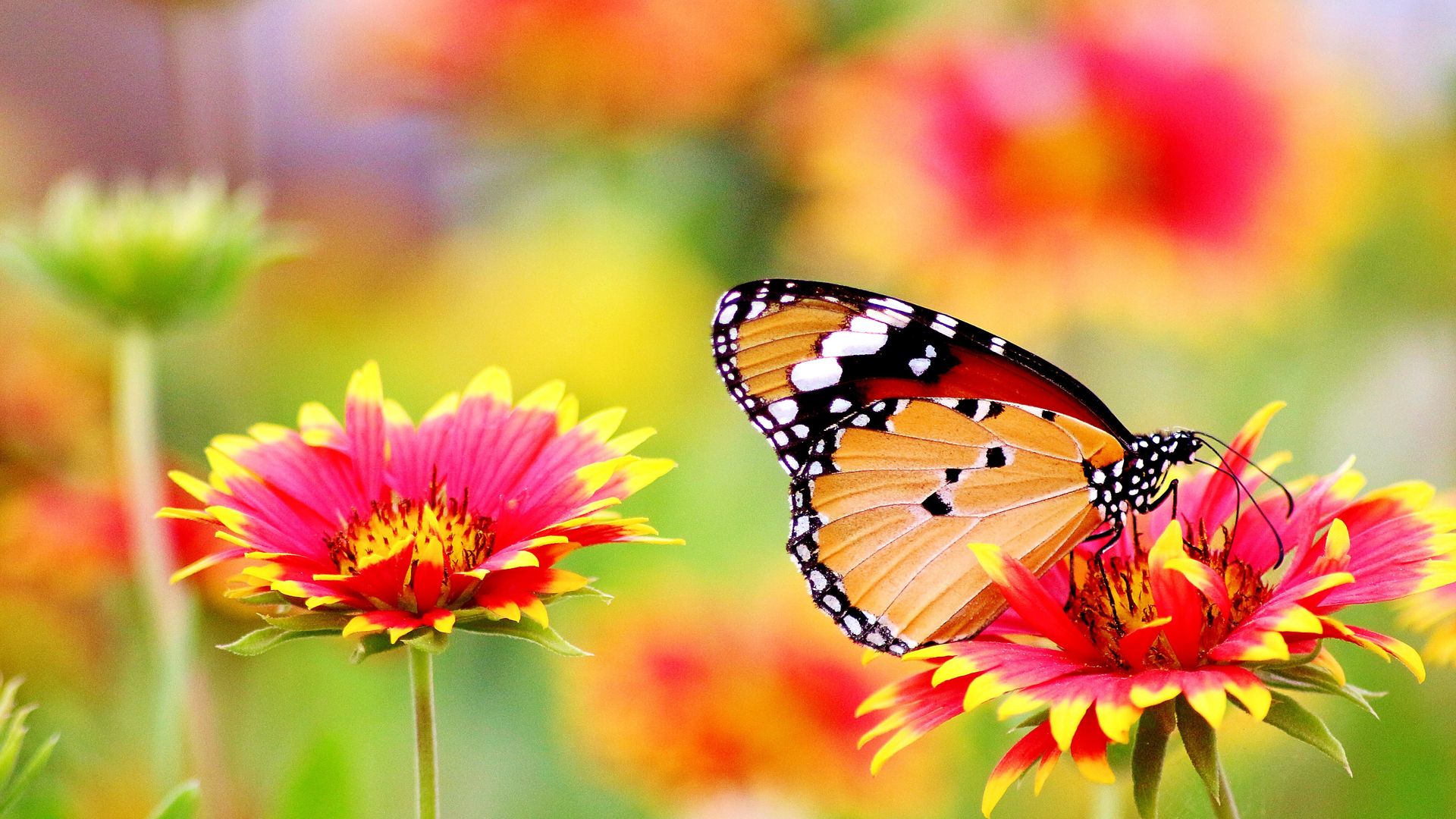 bunte tapete,schmetterling,monarchfalter,untergattung cynthia,insekt,motten und schmetterlinge