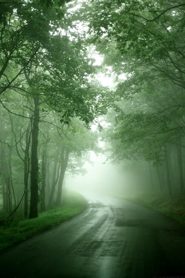 sfondo del cellulare,paesaggio naturale,natura,verde,nebbia,albero