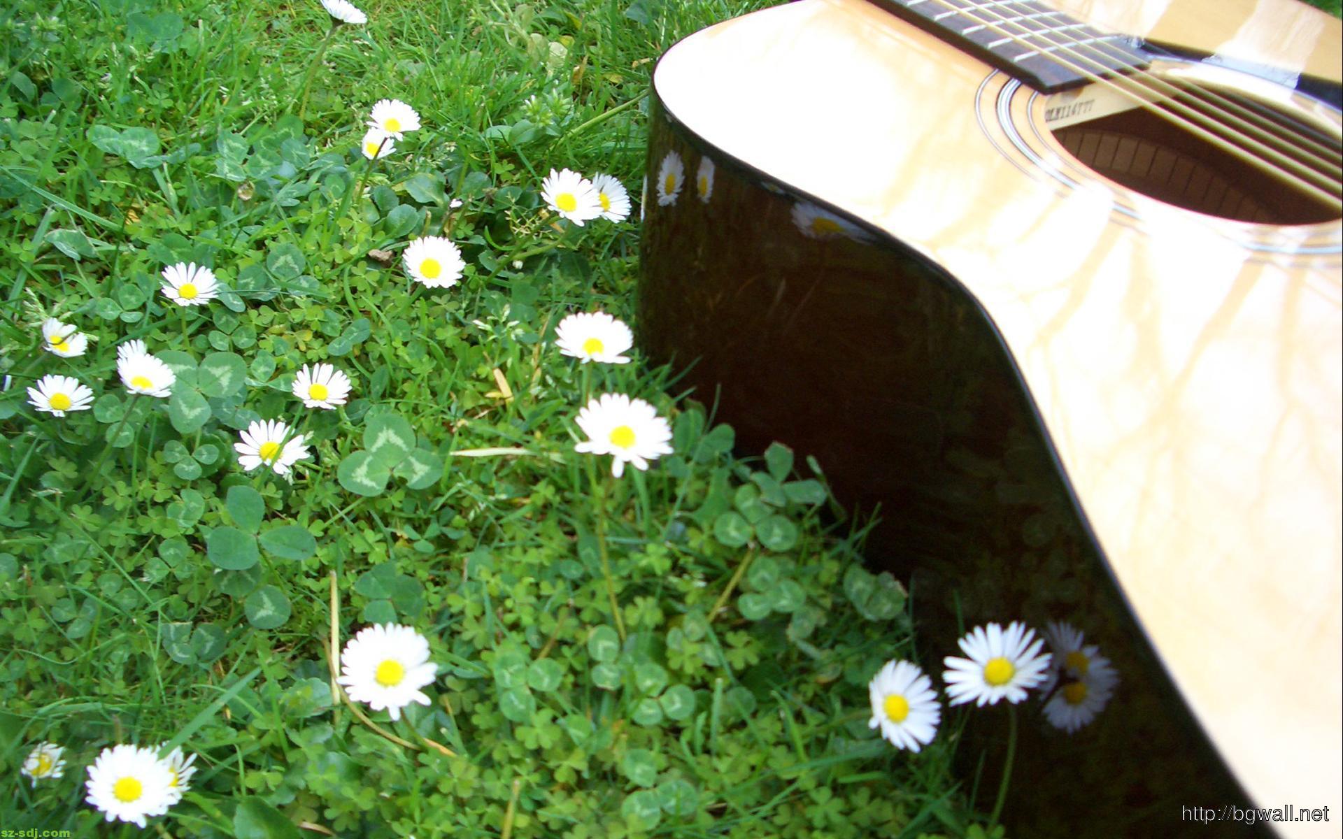 fondo de pantalla de guitarra,flor,margarita,césped,manzanilla,planta