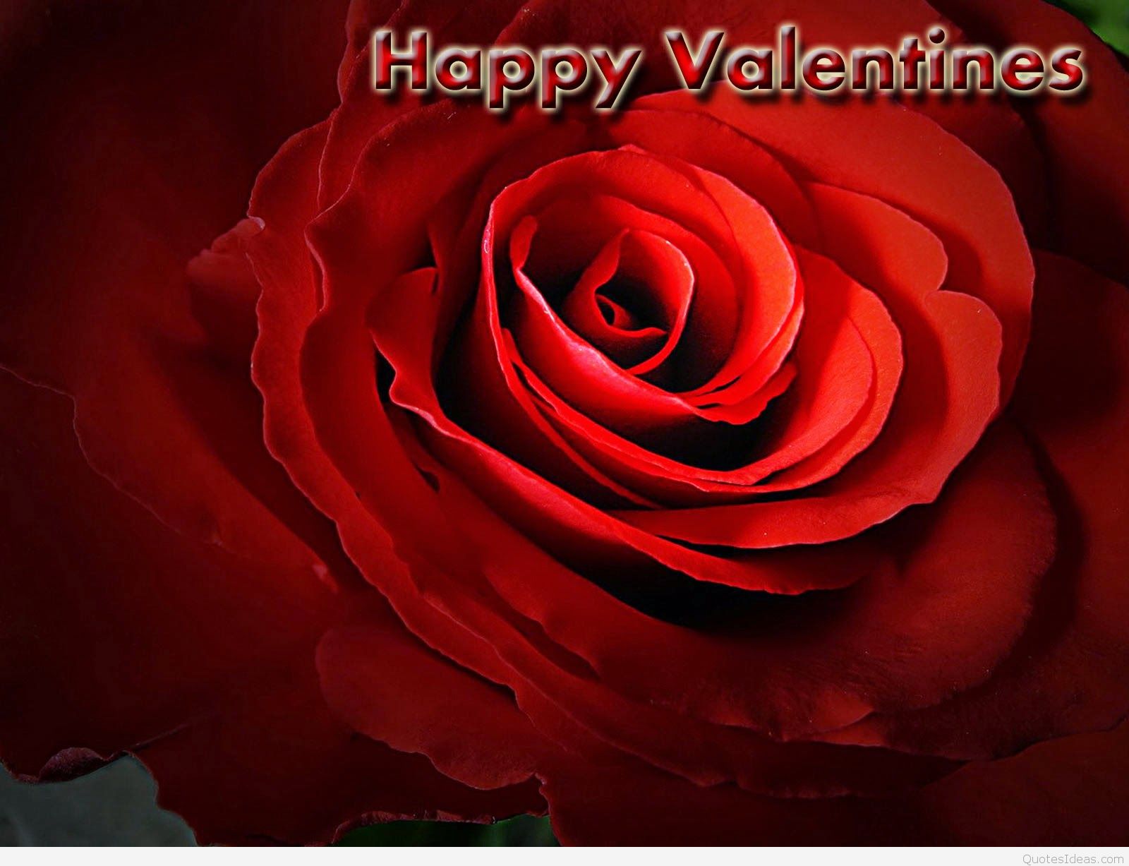 valentine wallpaper,garden roses,rose,red,petal,flower