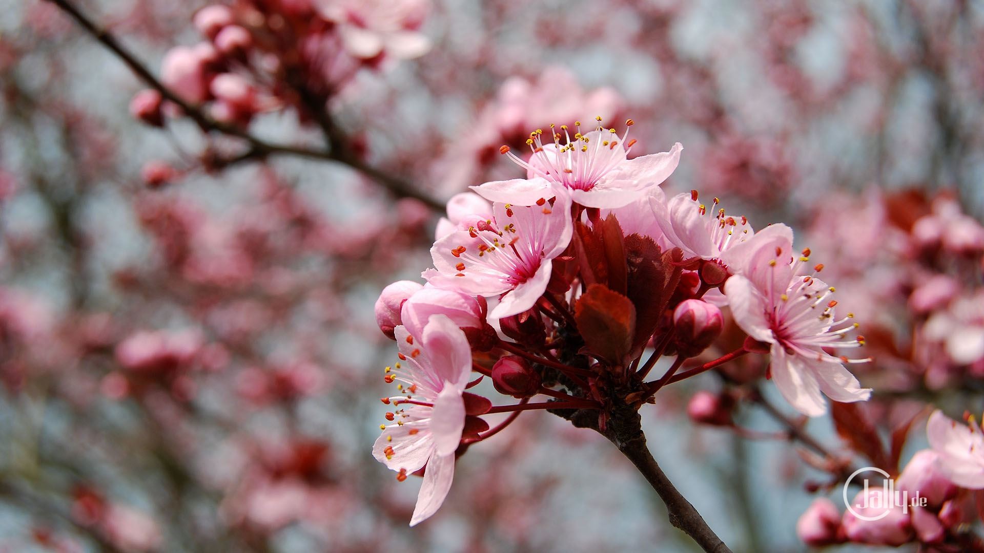 fondo de pantalla de fondo,flor,florecer,primavera,rosado,planta