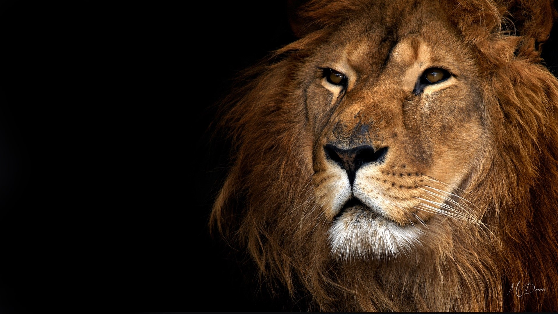 papel tapiz de la realeza,león,fauna silvestre,masai lion,cabello,felidae