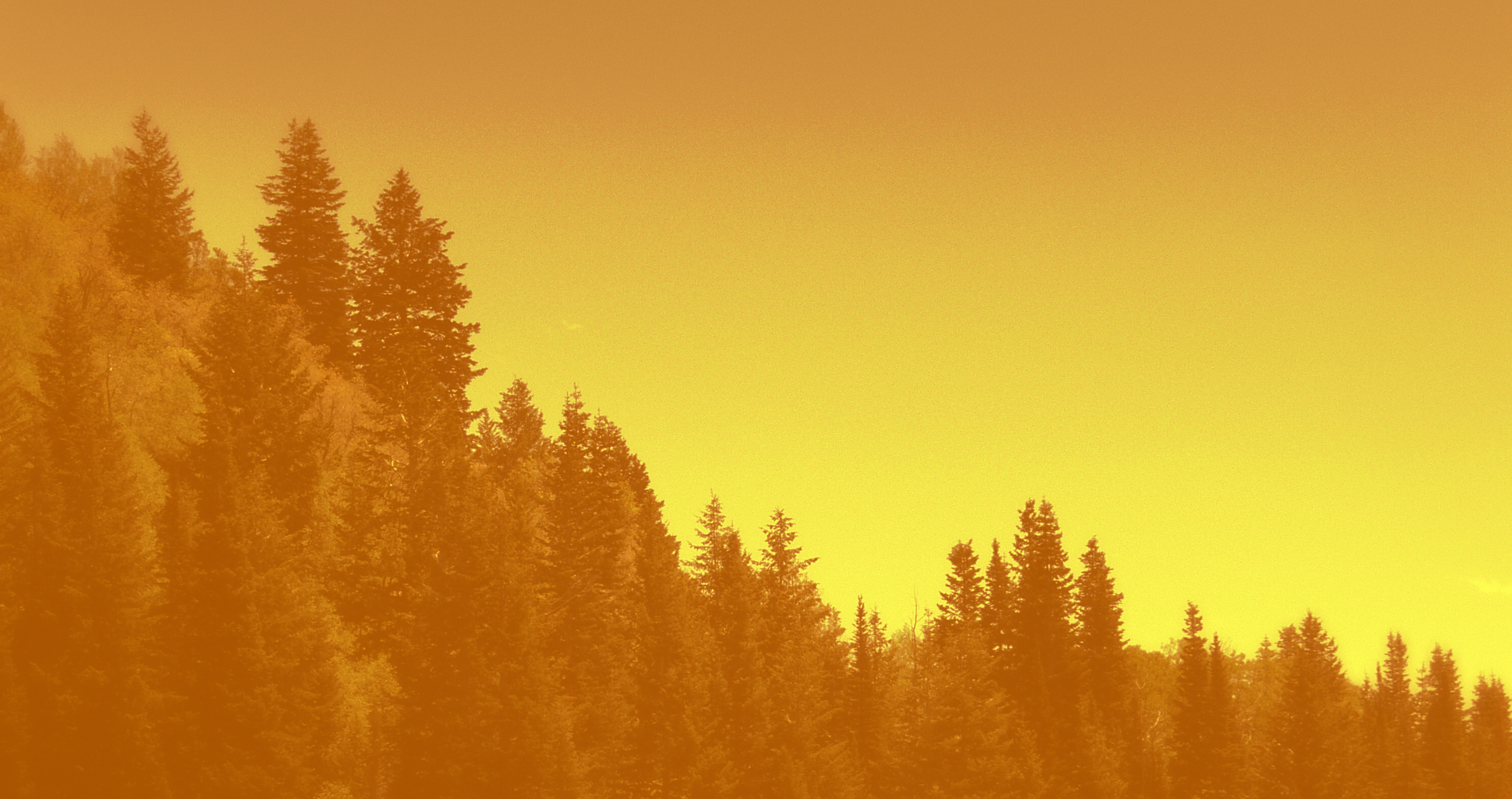 fond d'écran de redevance,ciel,la nature,arbre,jaune,orange