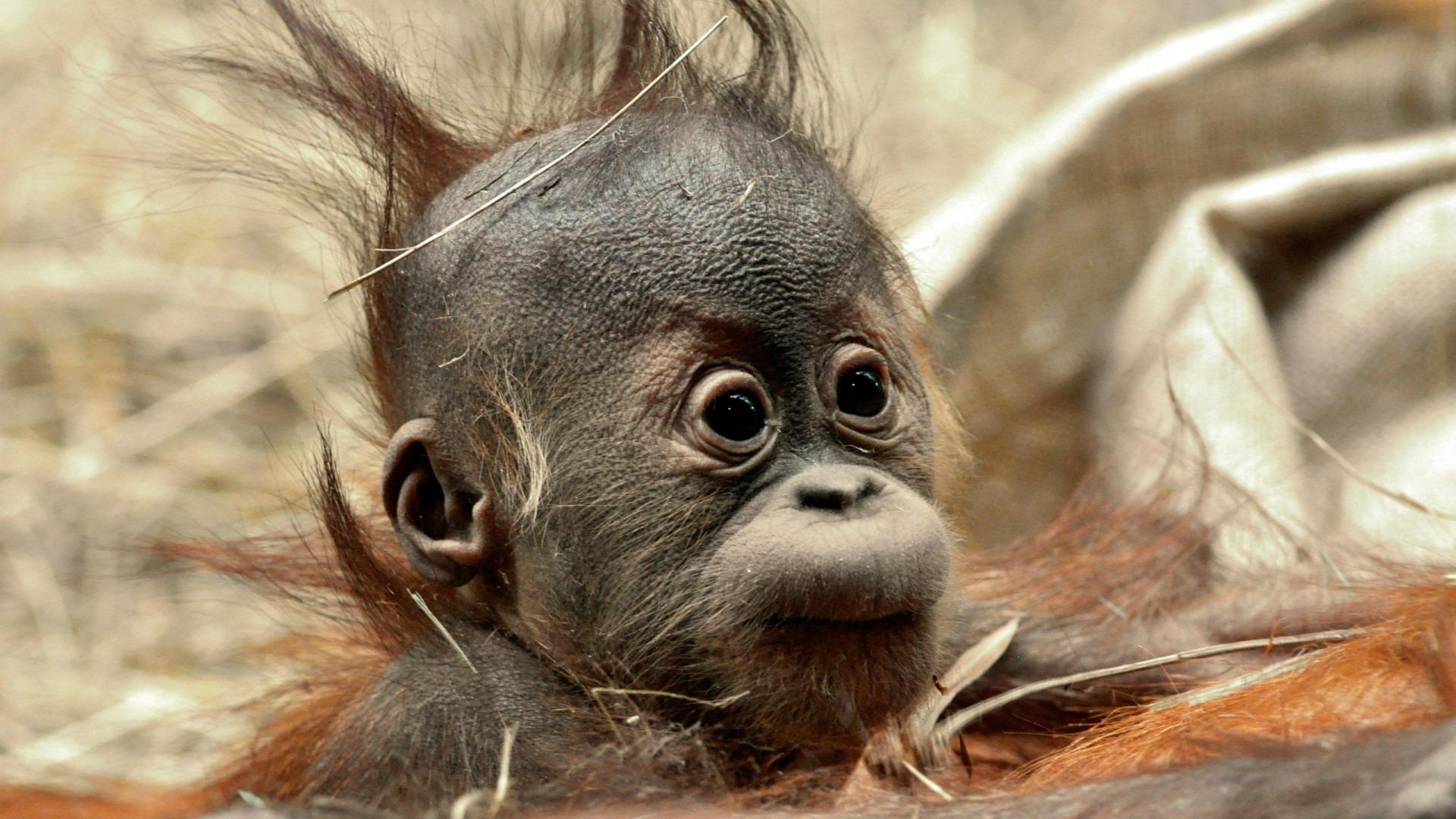 lustige tapete,orang utan,primas,schnauze,kopf,landtier