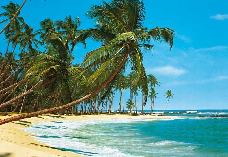 carta da parati a filo,albero,natura,palma,caraibico,spiaggia