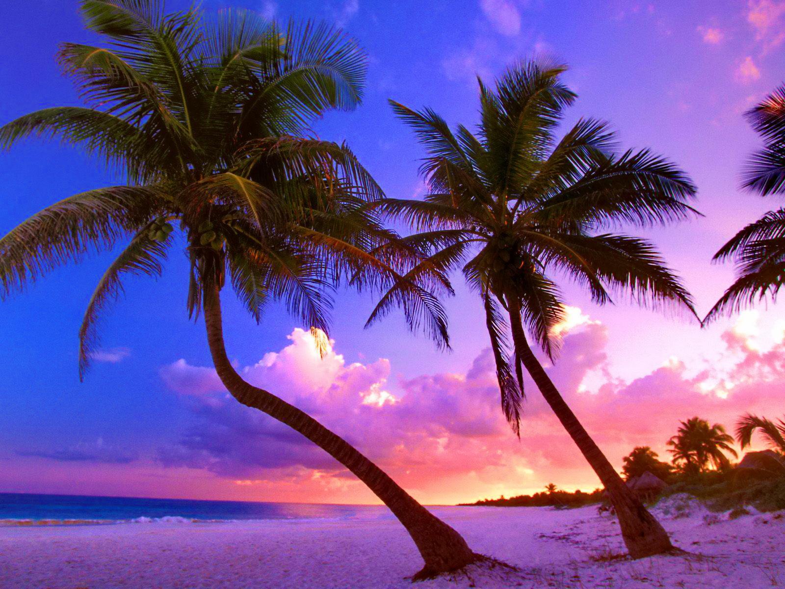 strand wallpaper,nature,tree,sky,tropics,palm tree