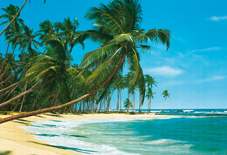 papier peint brin,arbre,la nature,palmier,caraïbes,plage