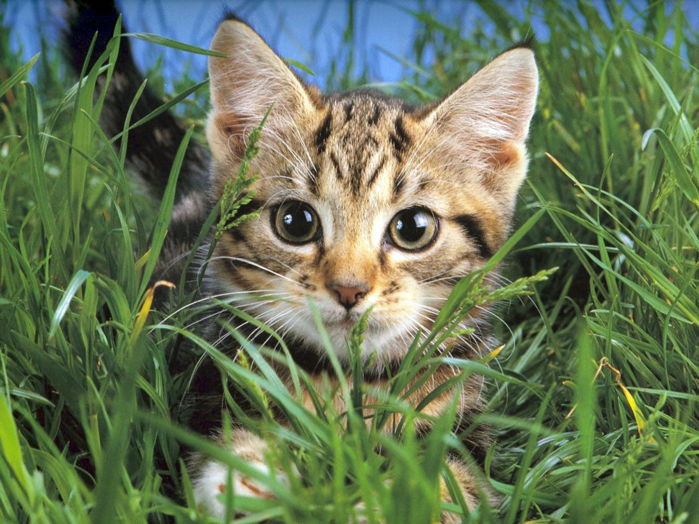 katzen fondo de pantalla,gato,gatos pequeños a medianos,bigotes,felidae,césped