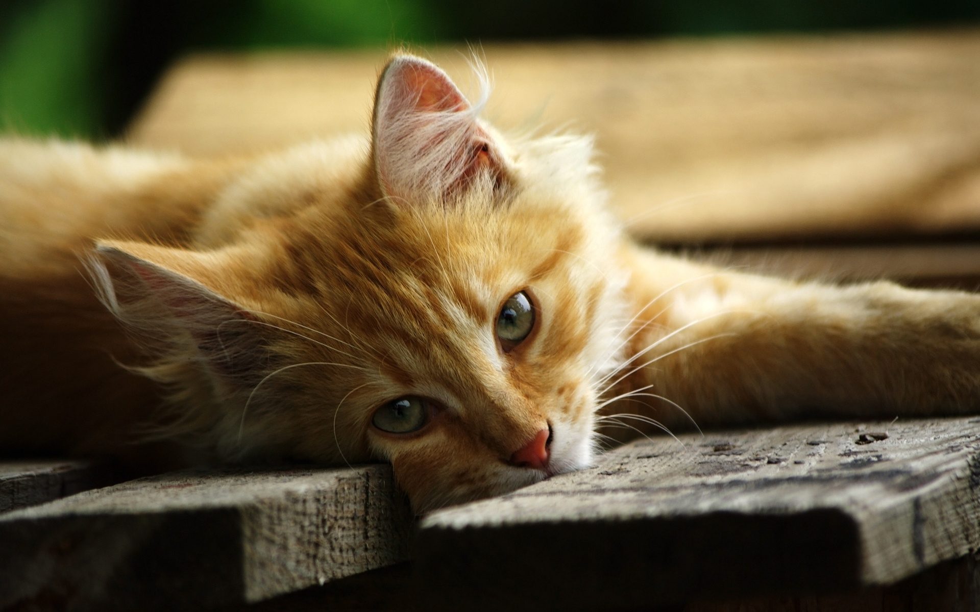 fond d'écran katzen,chat,moustaches,chats de petite à moyenne taille,félidés,chat tigré