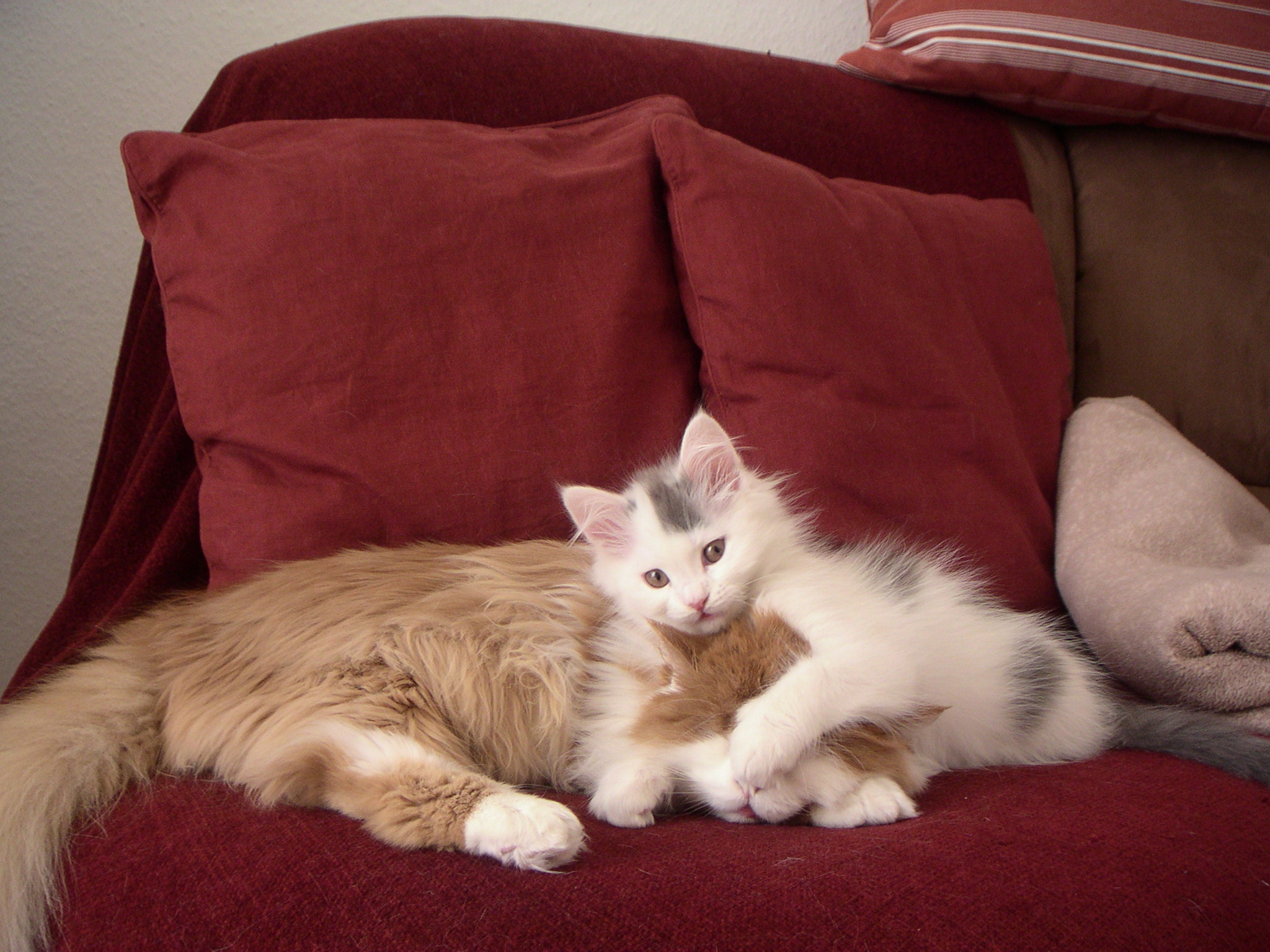 katzen fondo de pantalla,gato,gatos pequeños a medianos,felidae,bigotes,gatito