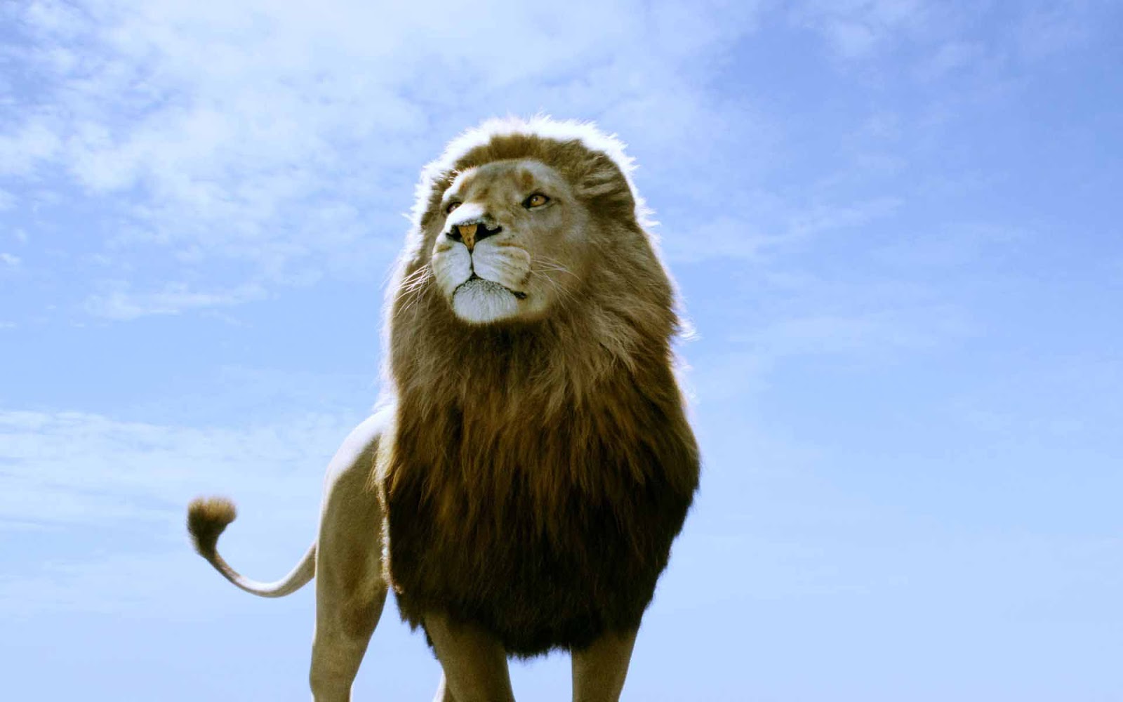 fondo de pantalla de narnia,león,fauna silvestre,felidae,masai lion,animal terrestre