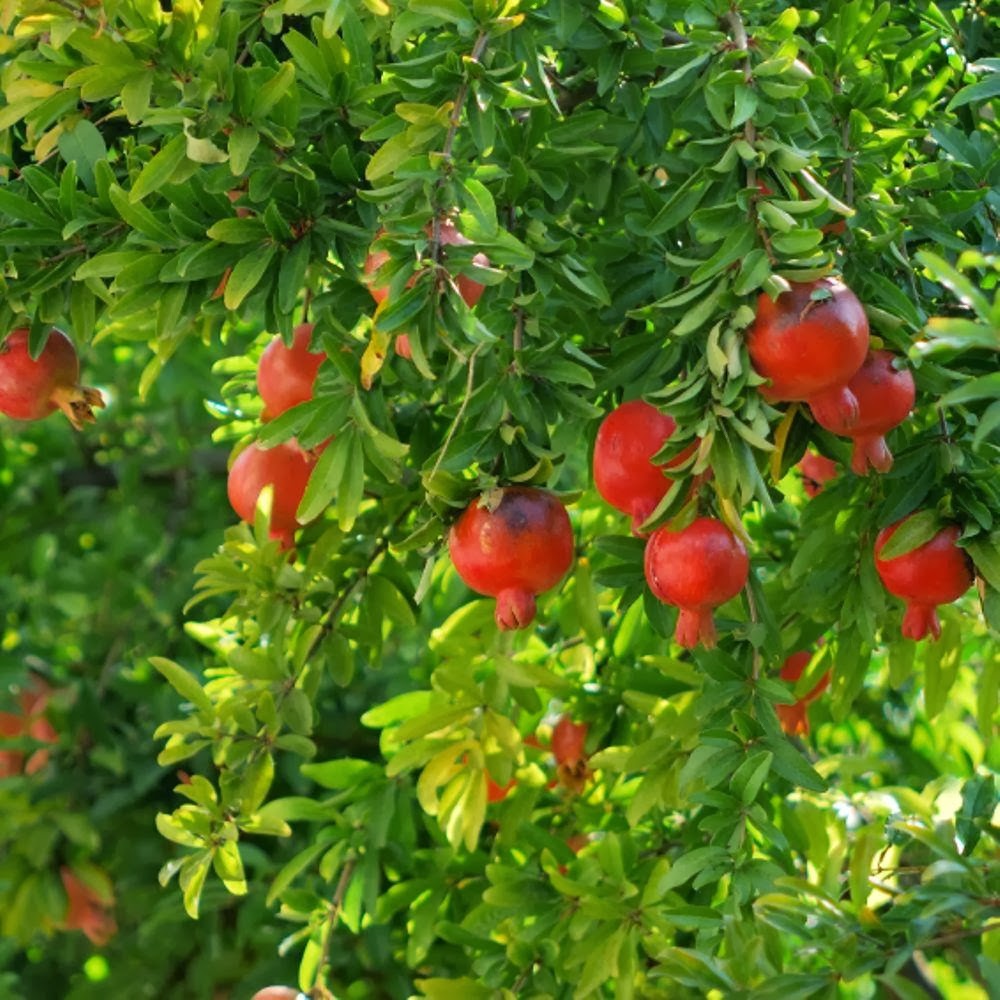 fondo de pantalla de granada,flor,granada,planta,fruta,planta floreciendo