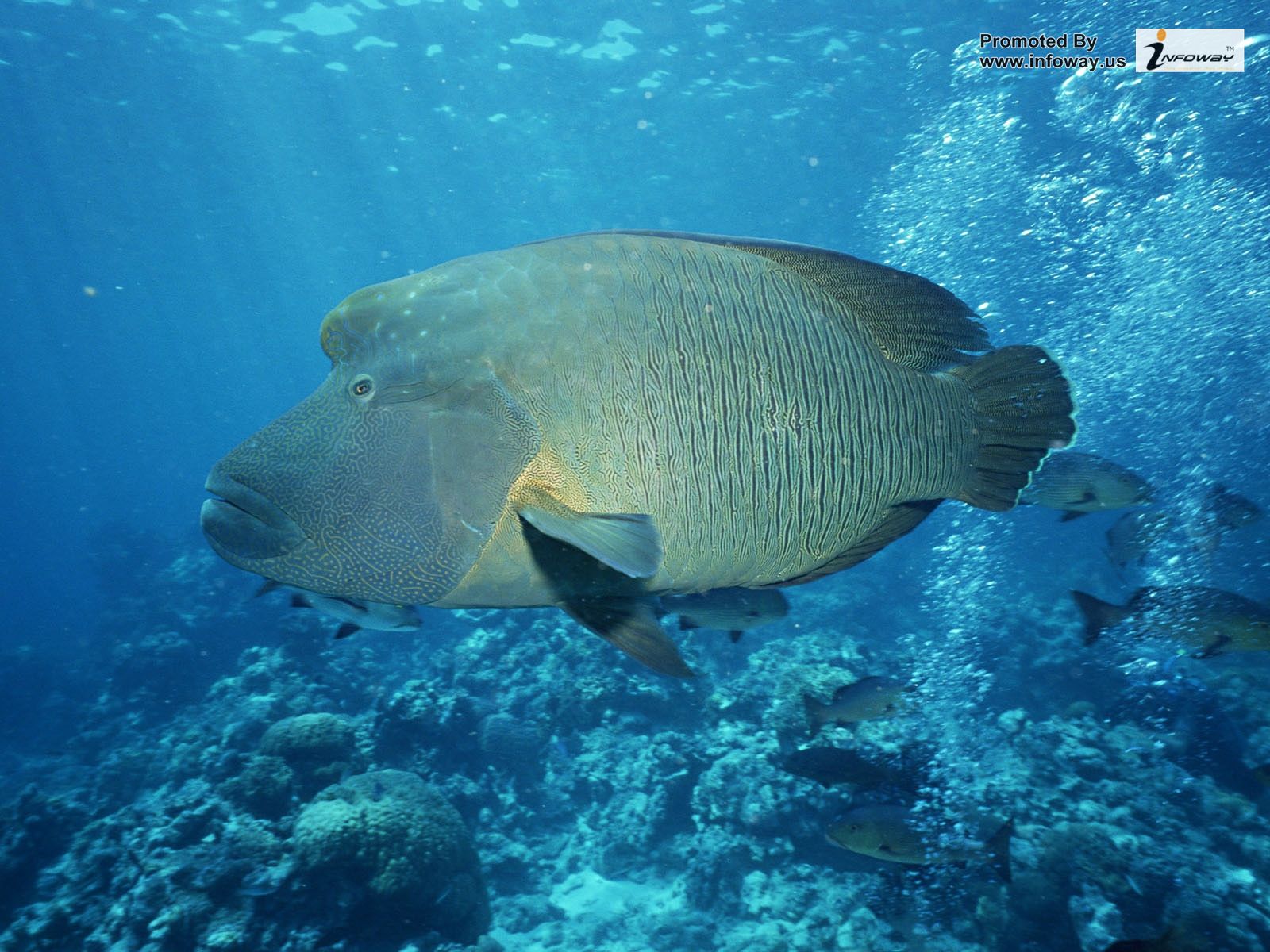 große fischtapete,fisch,fisch,unter wasser,meeresbiologie,riff