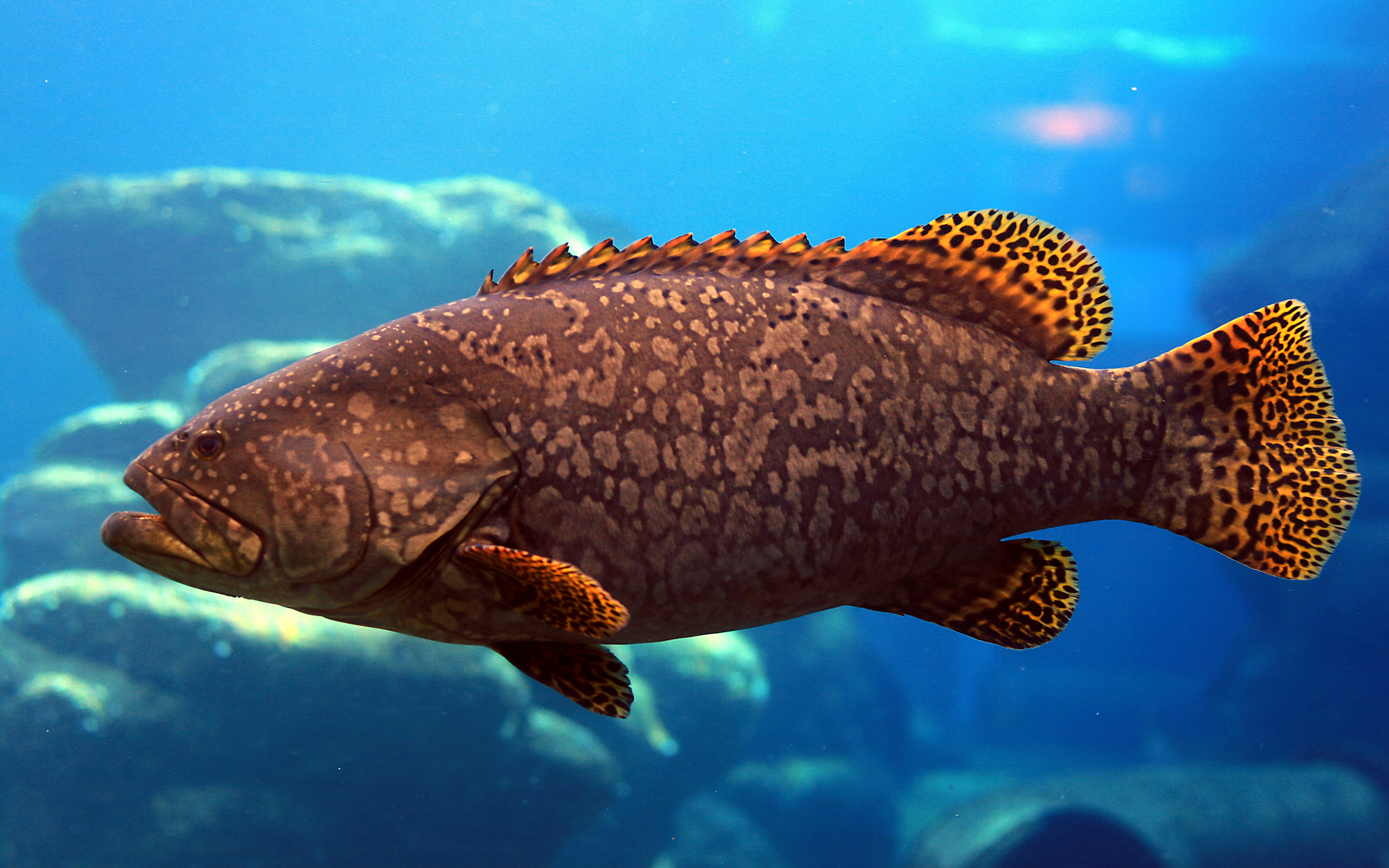 big fish wallpaper,fish,fish,marine biology,underwater,organism