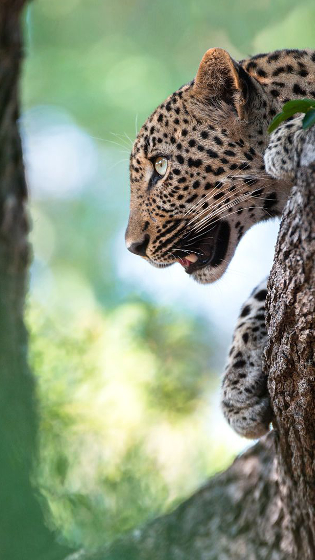 5,5 pouces fonds d'écran hd,animal terrestre,léopard,félidés,jaguar,faune