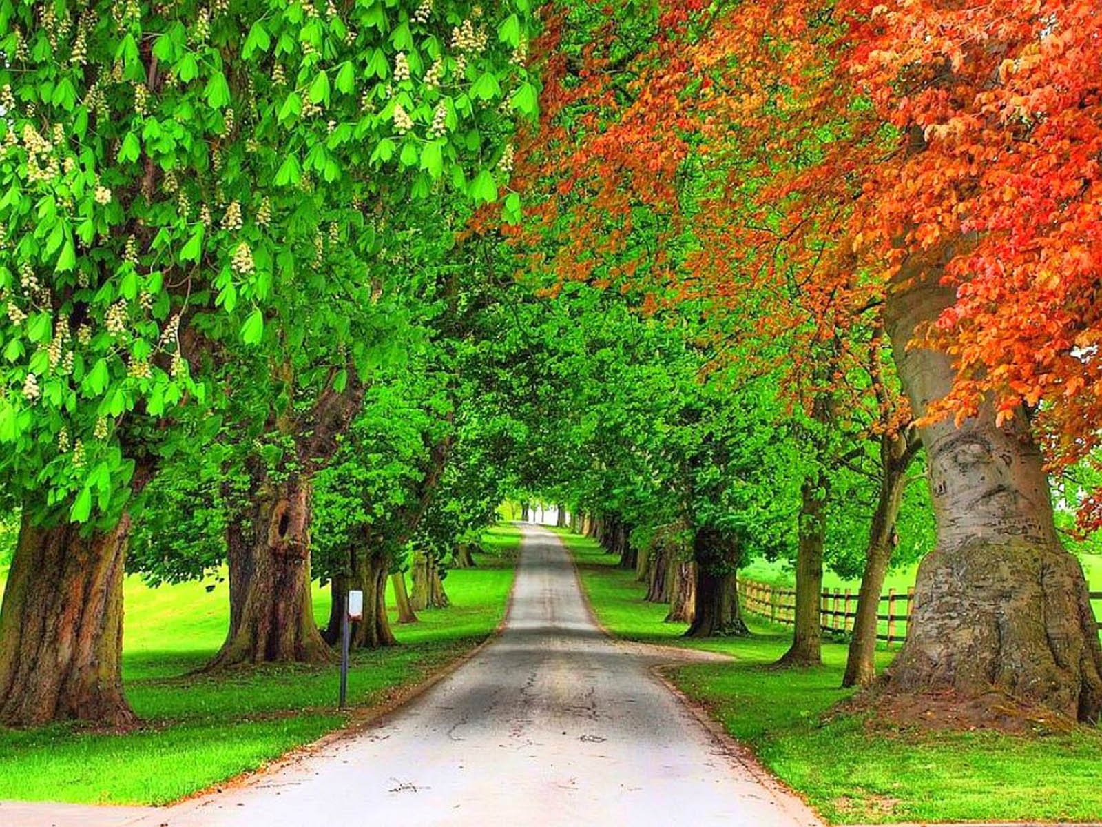 árbol fondos de escritorio,árbol,paisaje natural,verde,naturaleza,hoja