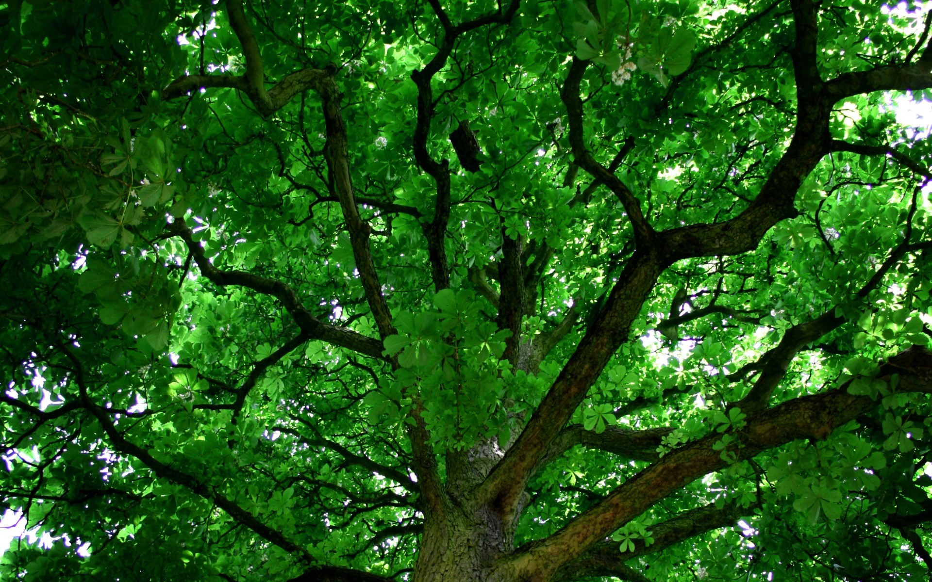 tree wallpaper desktop,tree,green,nature,branch,plant