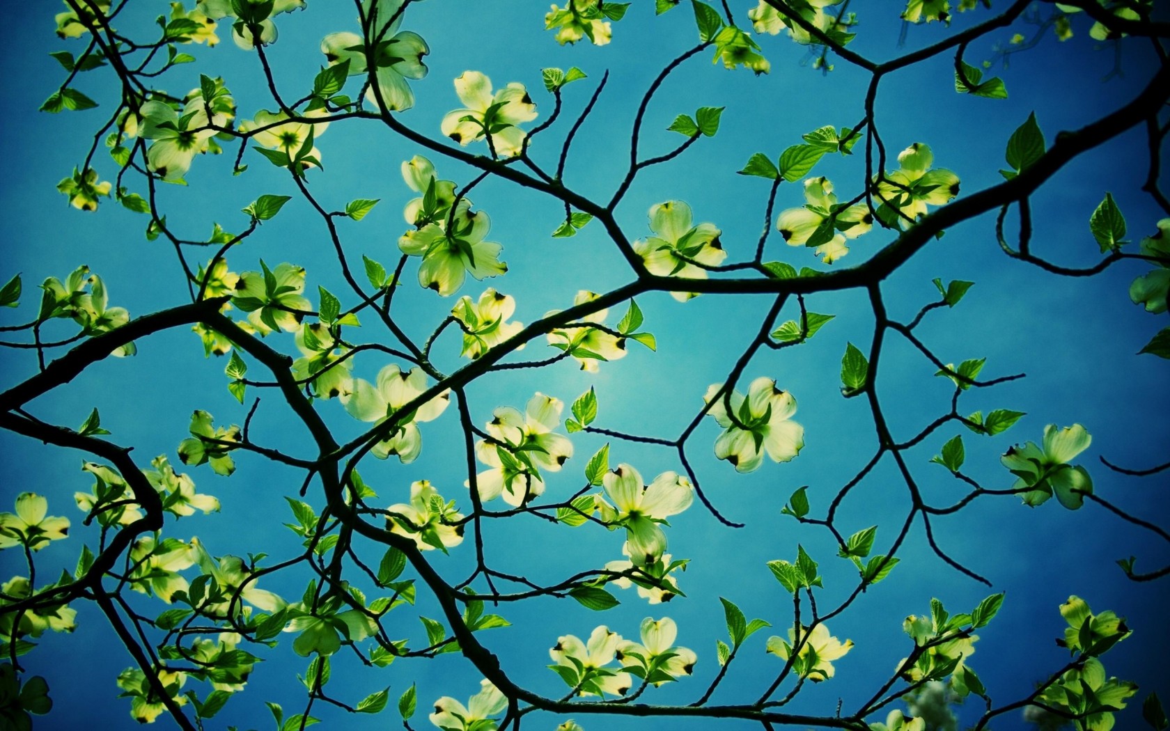 desktop sfondo albero,albero,pianta,primavera,fiore,cielo