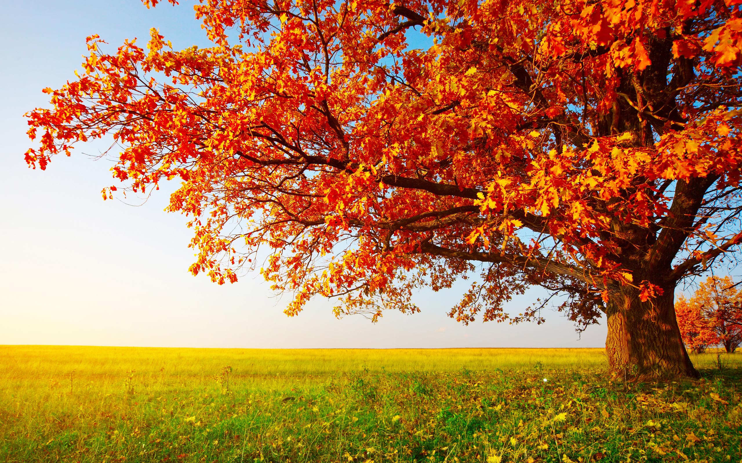 baum wallpaper desktop,baum,natürliche landschaft,natur,blatt,herbst