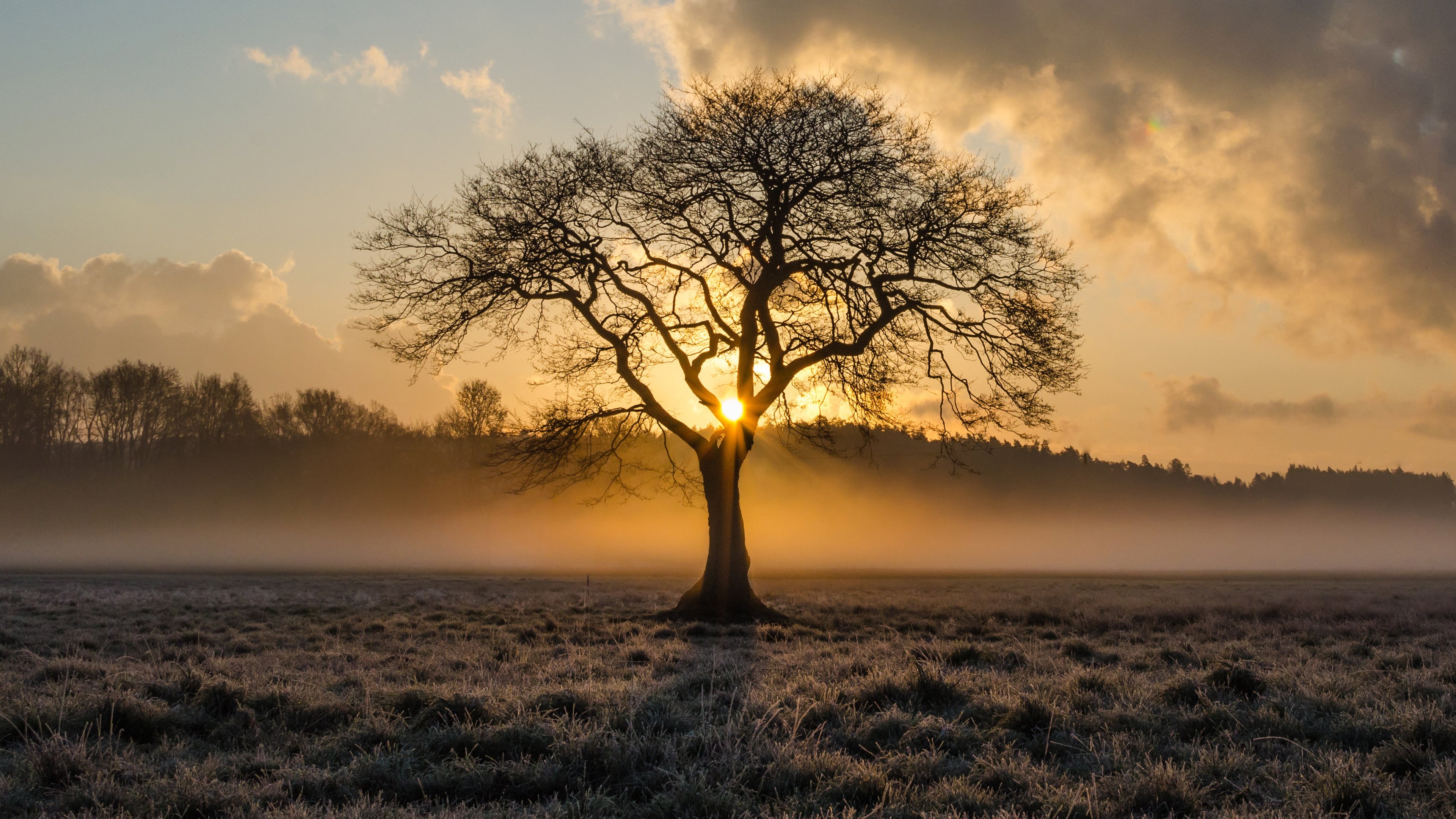 fond d'écran d'arbre,paysage naturel,la nature,ciel,arbre,matin