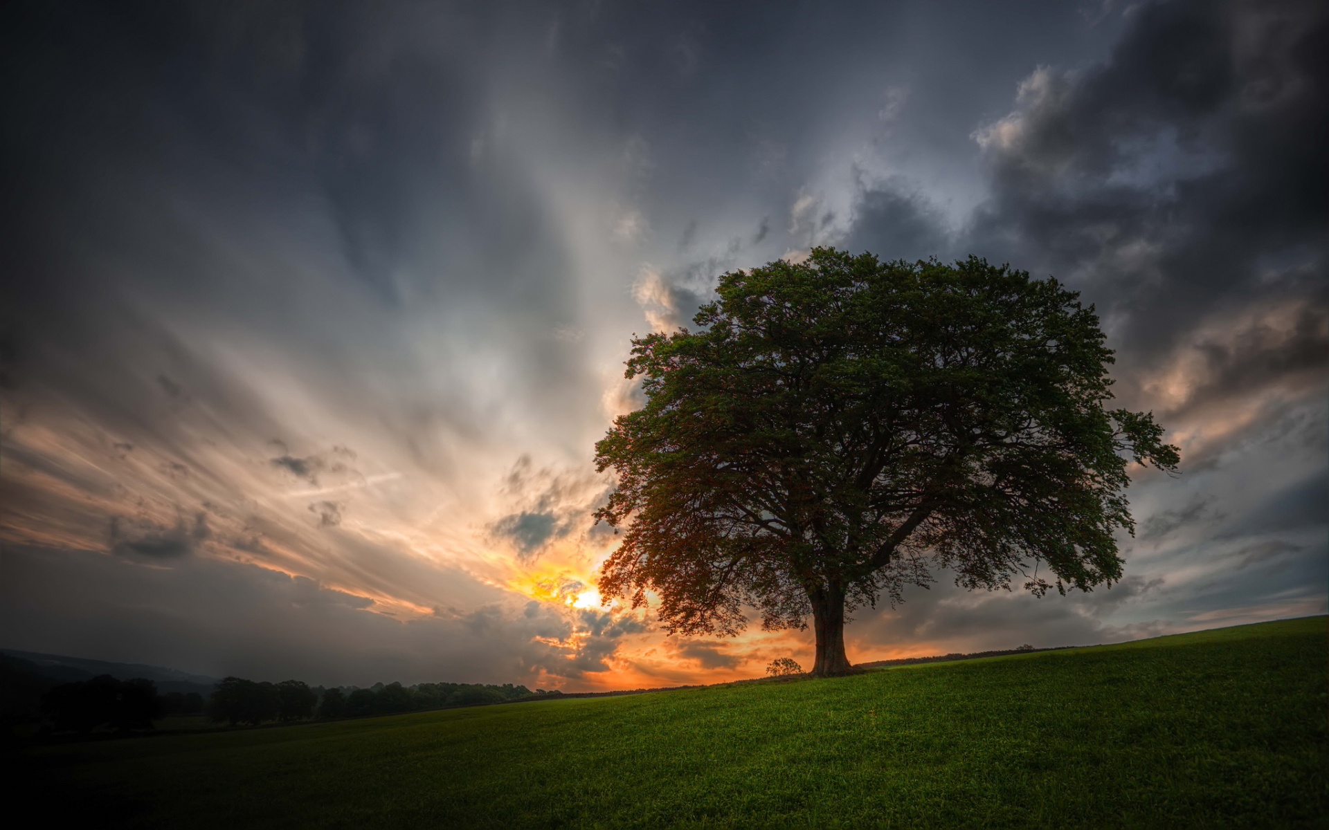 baum wallpaper desktop,himmel,natur,natürliche landschaft,wolke,baum