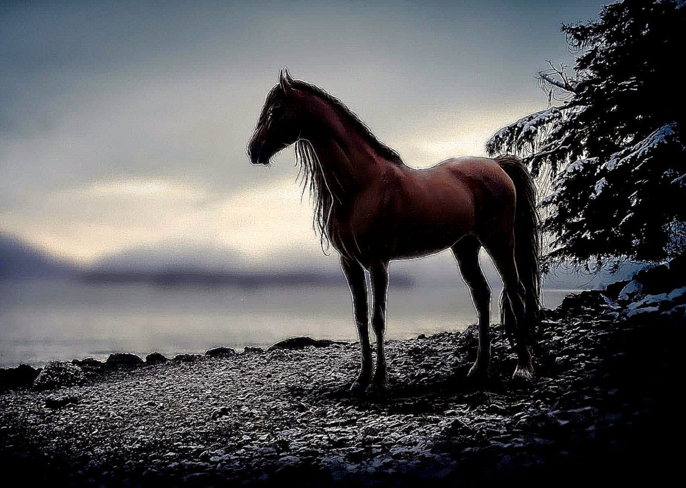 fond d'écran cheval noir,cheval,crinière,ciel,étalon,cheval mustang