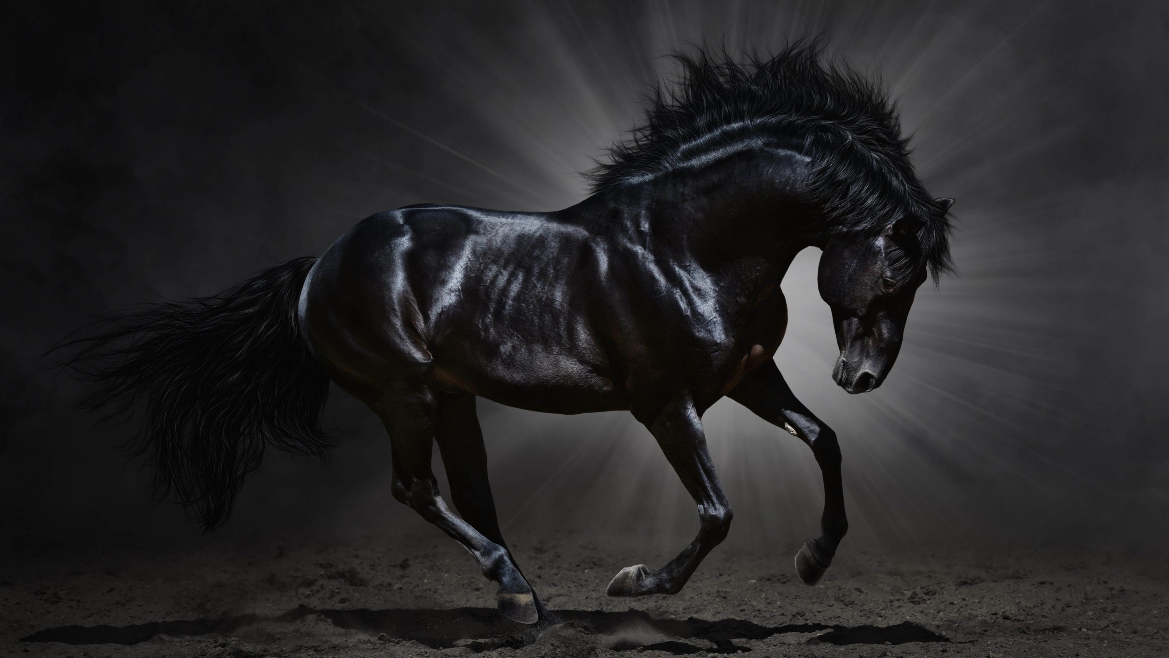 fondo de pantalla de caballo oscuro,caballo,melena,semental,en blanco y negro,oscuridad