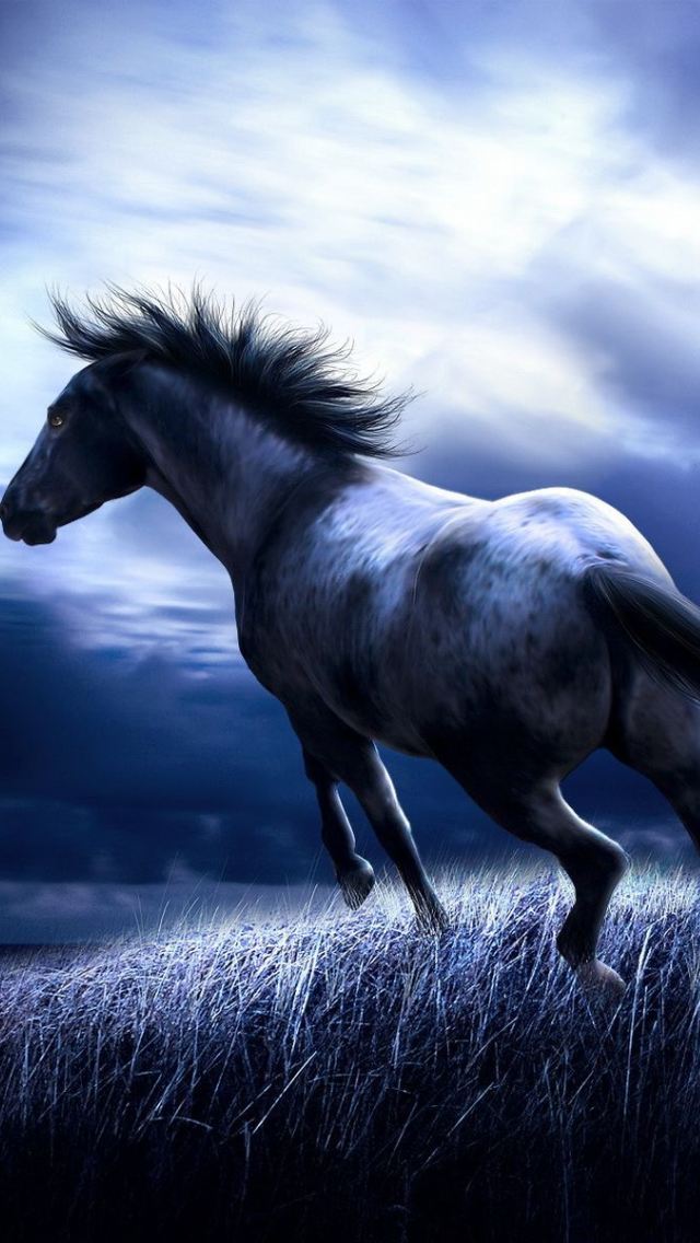 fondo de pantalla de caballo oscuro,caballo,melena,semental,cielo,mustang caballo