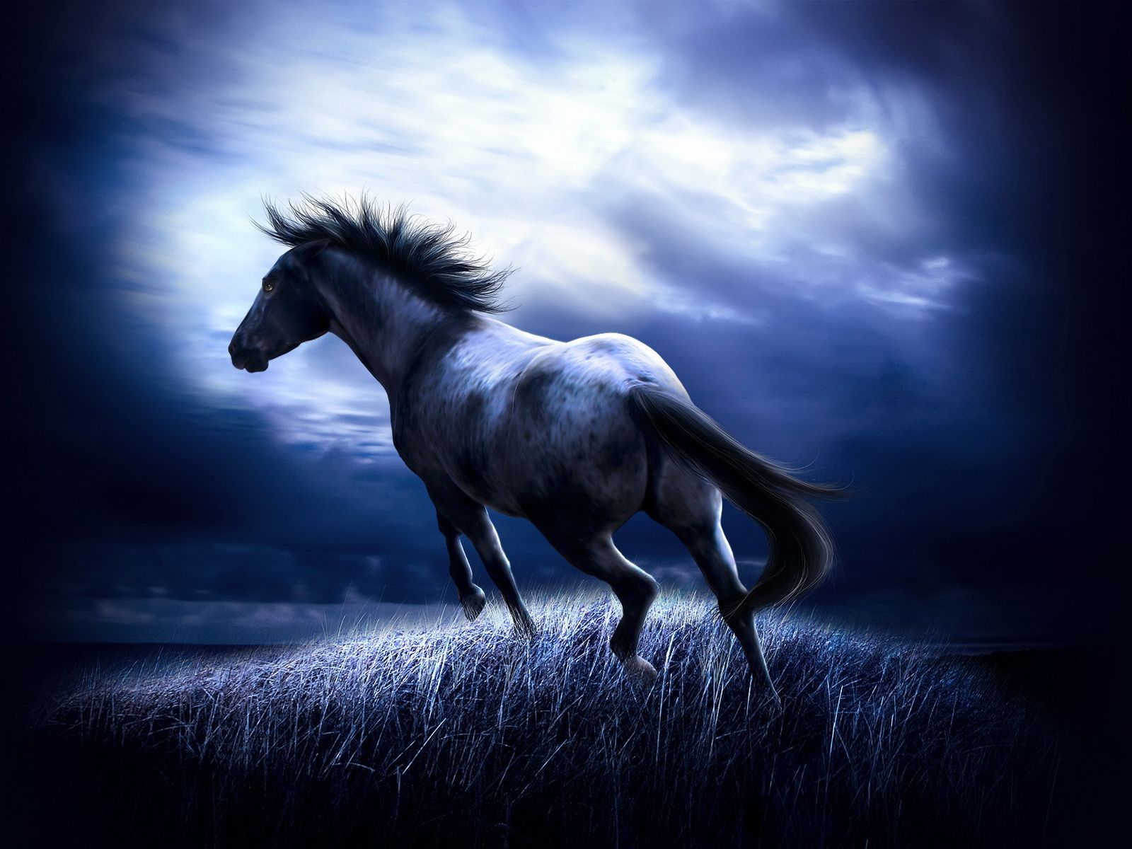 fondo de pantalla de caballo oscuro,caballo,cielo,melena,semental,oscuridad