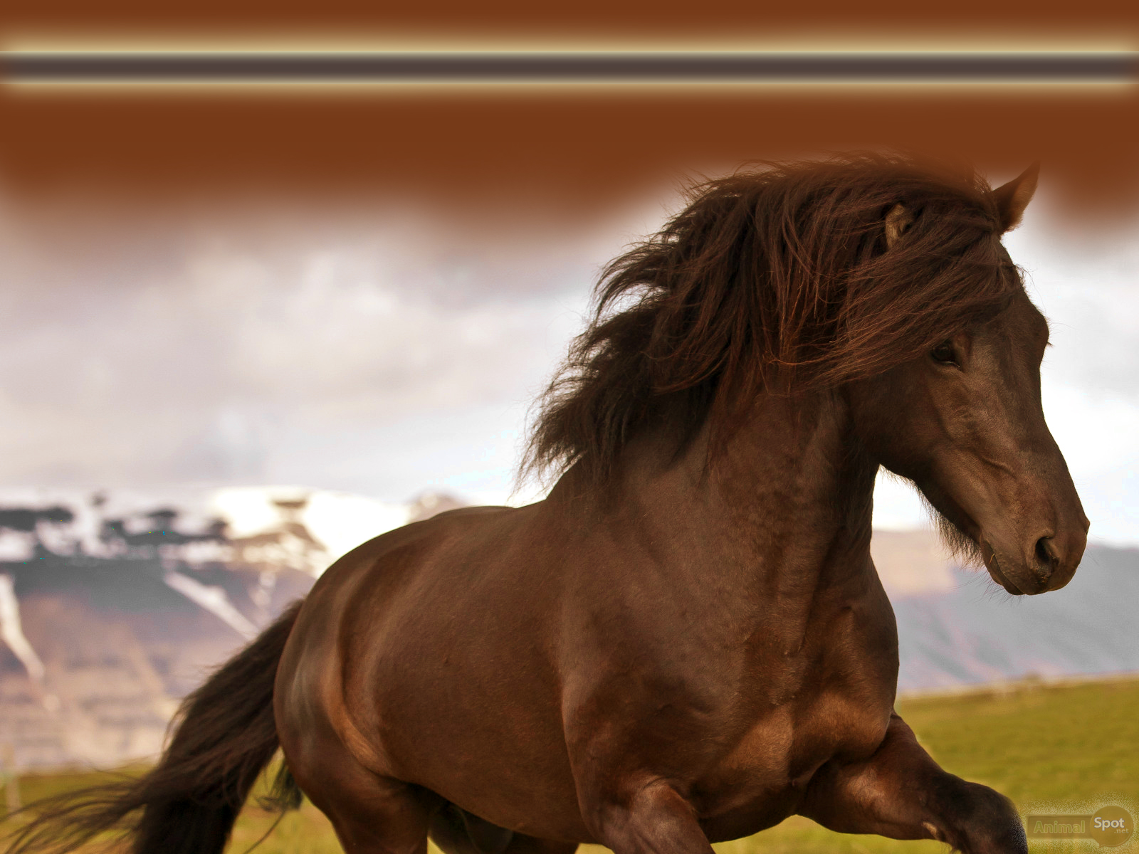 dark horse wallpaper,horse,mammal,vertebrate,mane,stallion