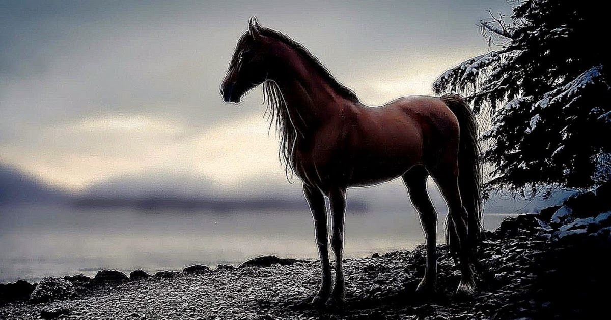 dark horse wallpaper,horse,vertebrate,mammal,mane,sky