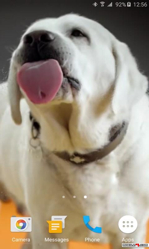 dog licks screen wallpaper,vertebrate,dog breed,dog,canidae,mammal