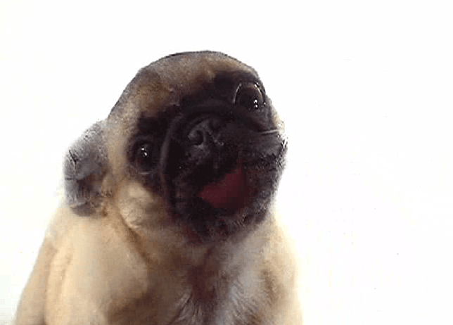dog licks screen wallpaper,pug,vertebrate,mammal,dog,canidae
