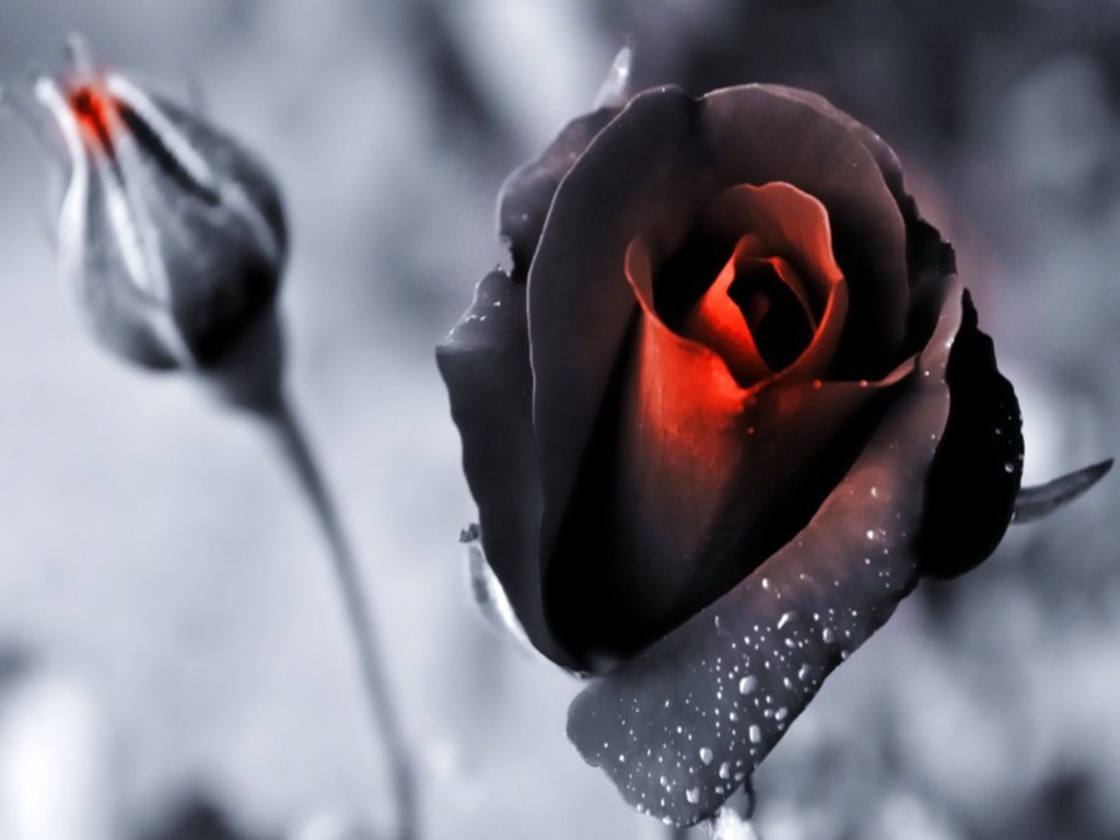 schwarze magische tapete,gartenrosen,blütenblatt,blume,rot,rose