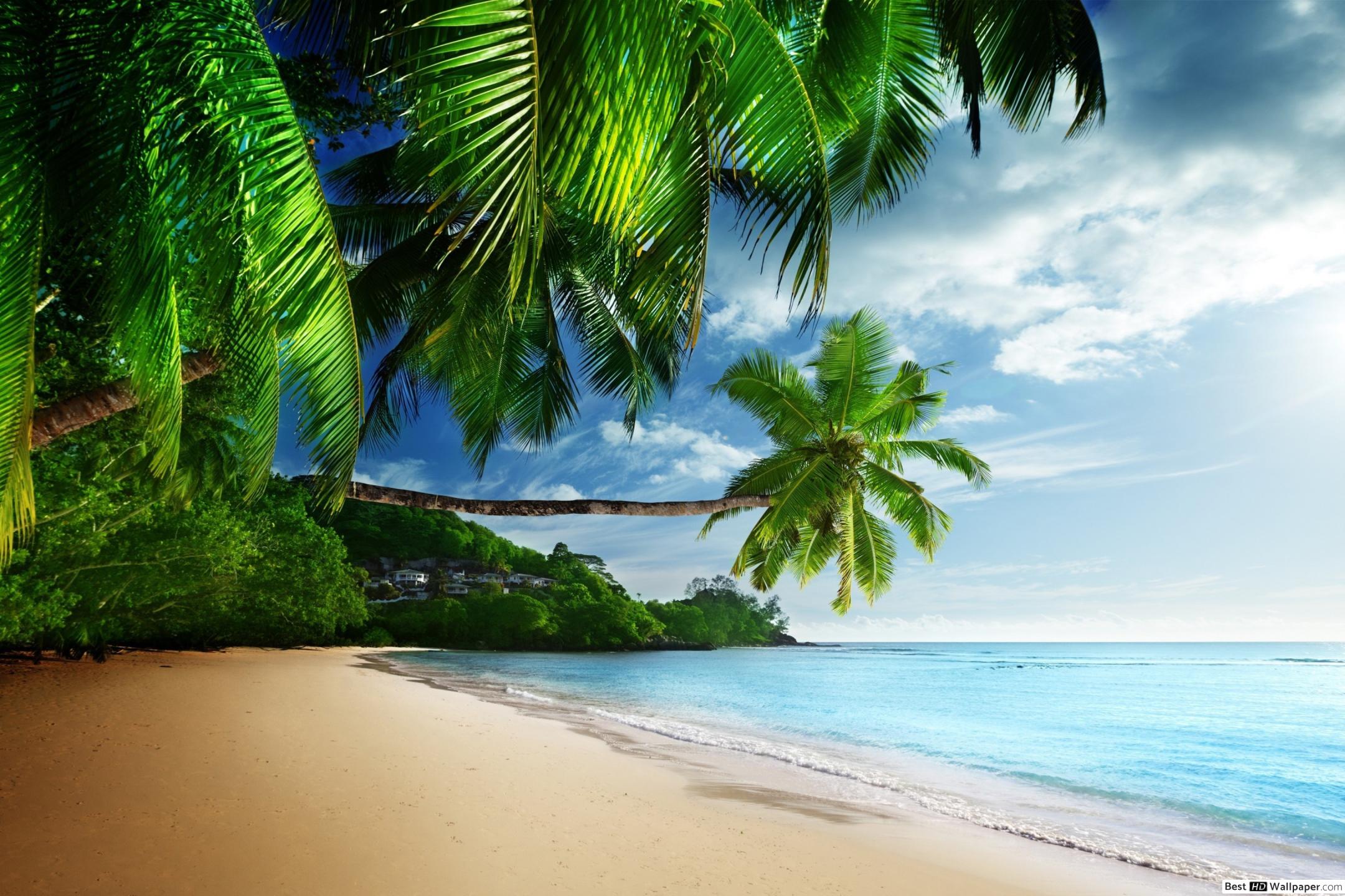 strandblick tapete,natur,gewässer,natürliche landschaft,baum,palme