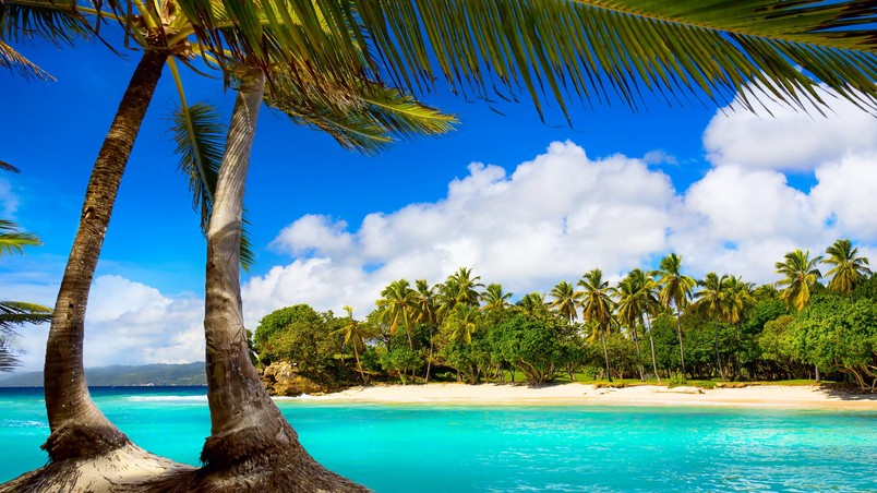 strandblick tapete,natur,natürliche landschaft,baum,karibik,urlaub