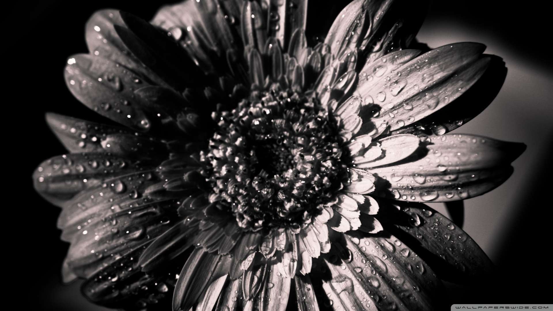 white background wallpaper hd 1080p,monochrome photography,black and white,flower,barberton daisy,black