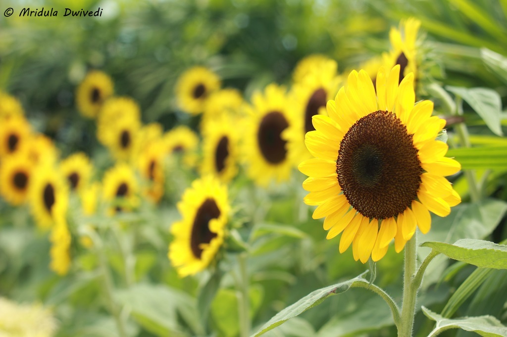 kundan name wallpaper,flor,girasol,amarillo,girasol,planta