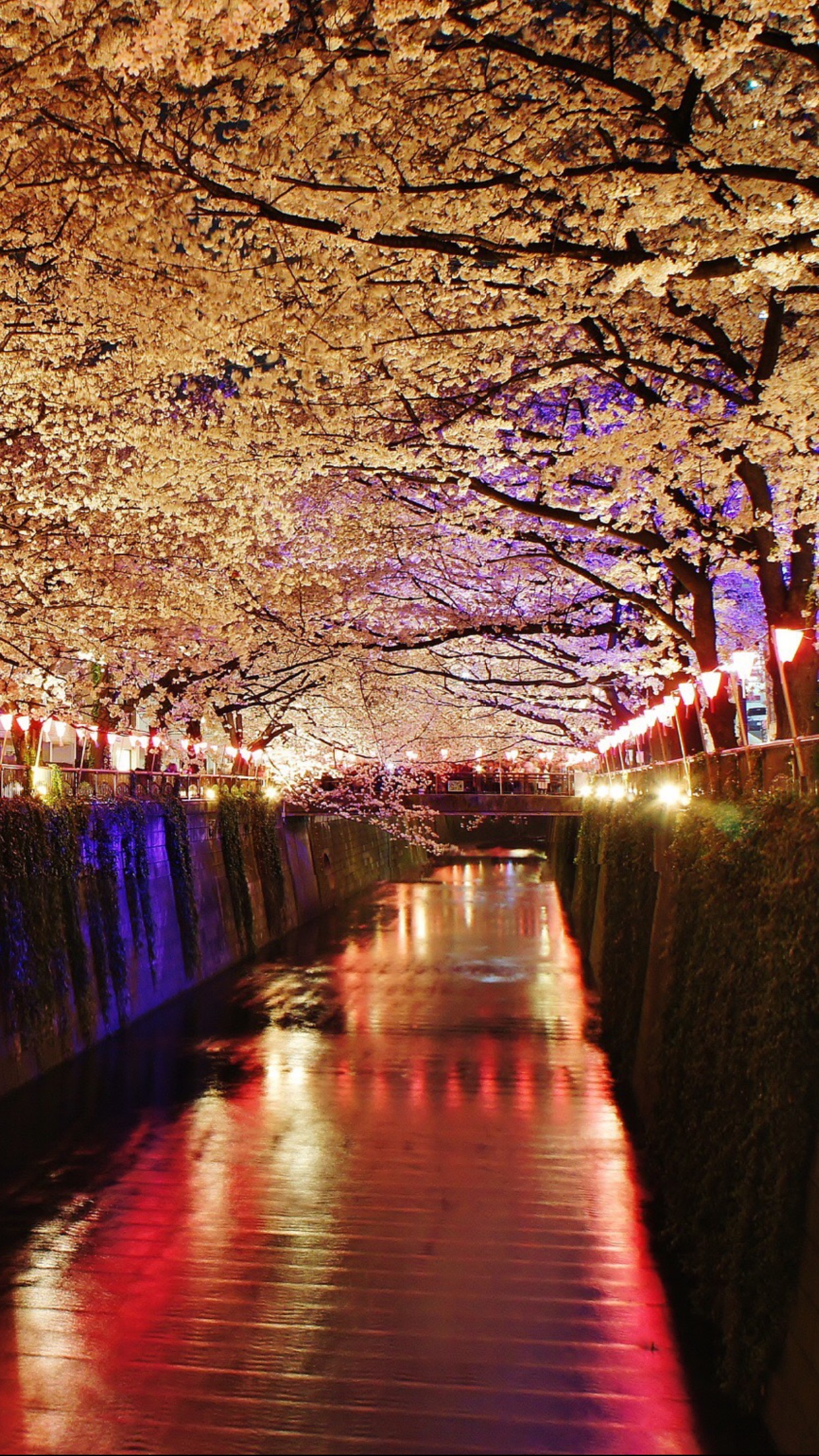 wallpaper 5.5 inch,waterway,flower,canal,tree,night