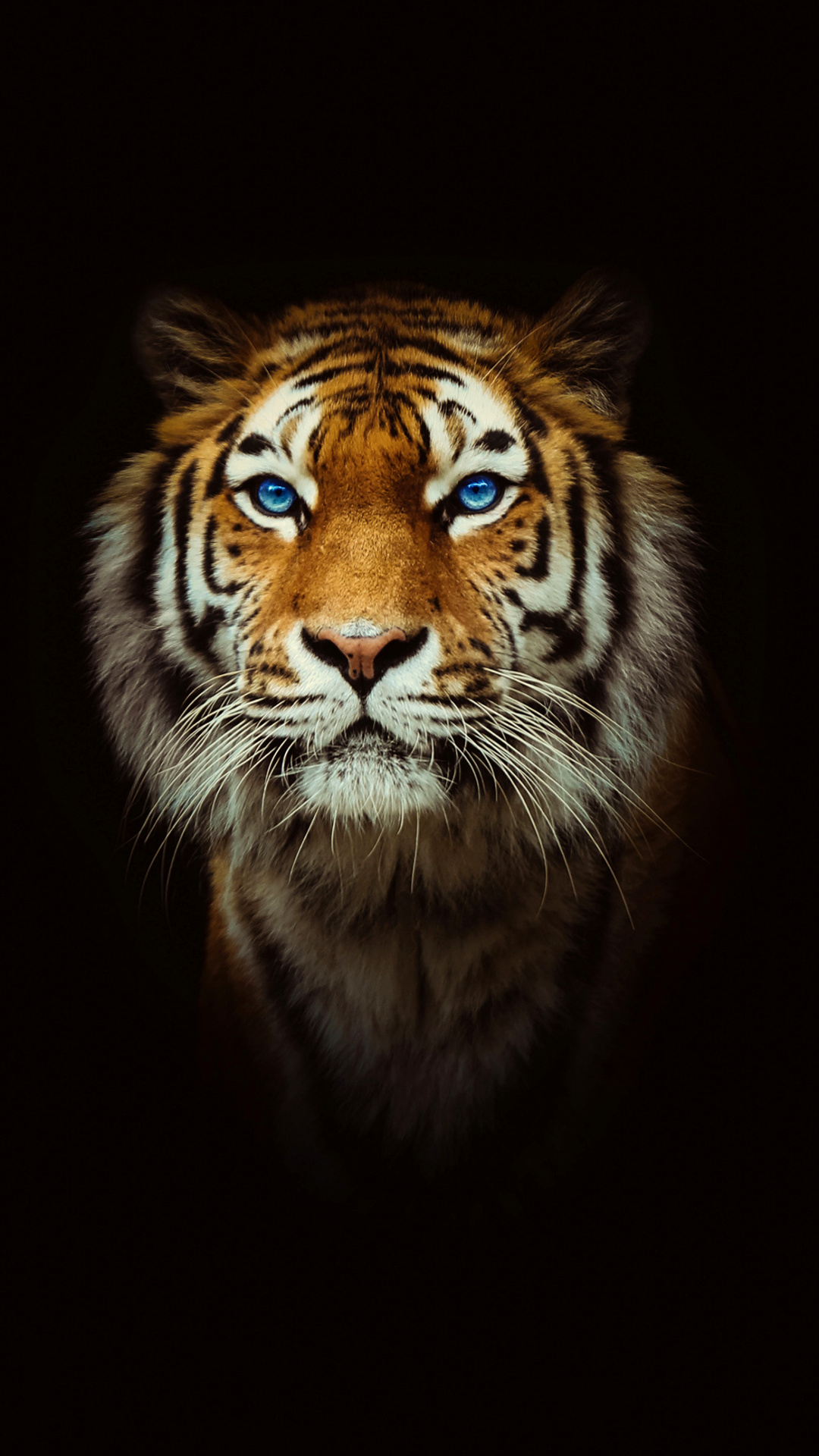 dipu name wallpaper,tiger,vertebrate,bengal tiger,wildlife,mammal
