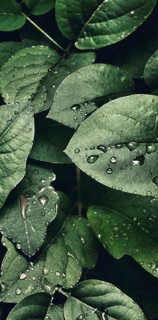 kundan name wallpaper,leaf,water,dew,flower,green