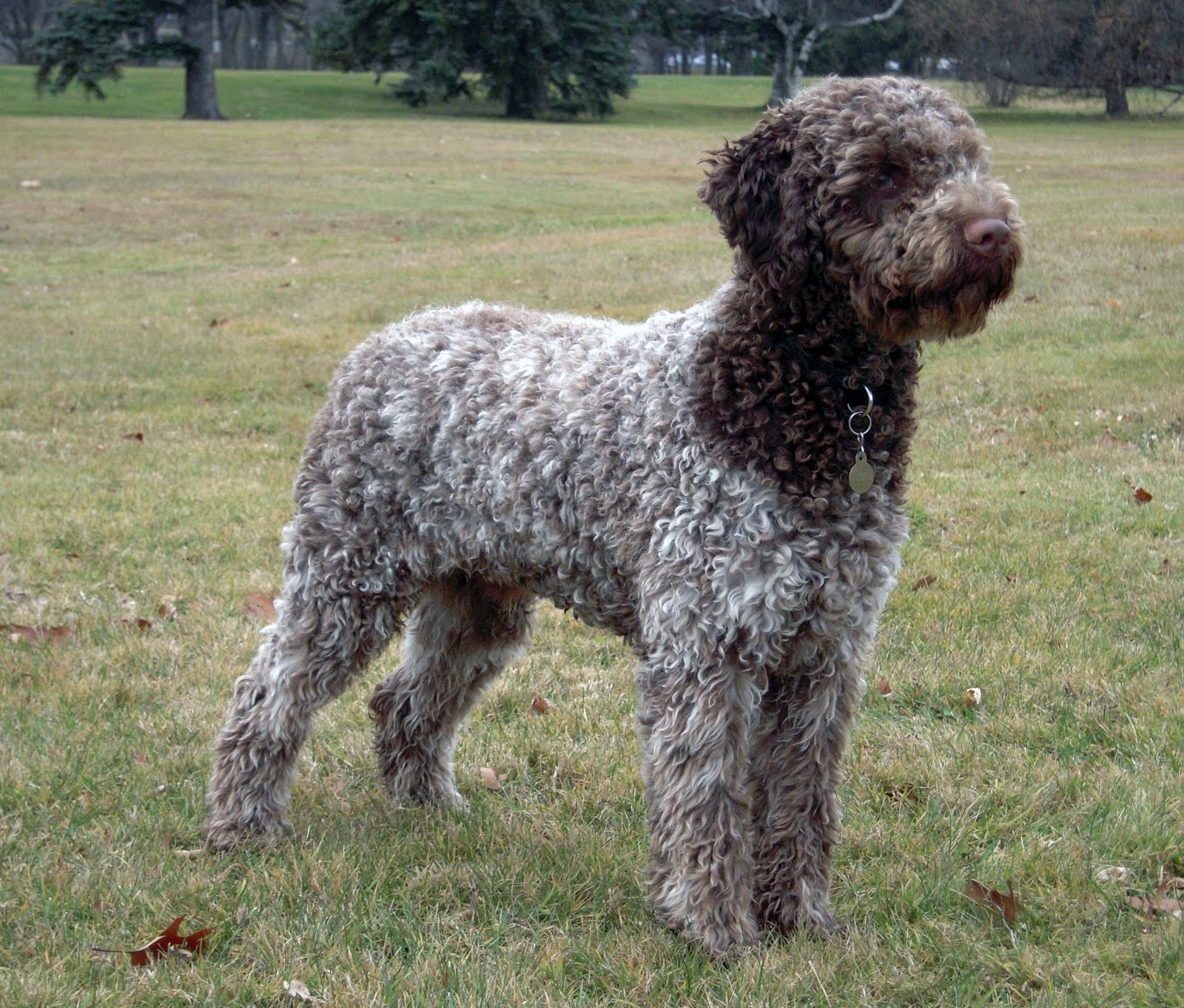スペインのトップ犬種13種