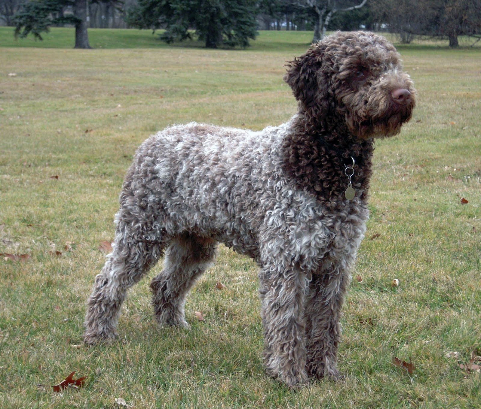 壁紙モトクロスbergerak,犬,スペインの水犬,スポーツグループ