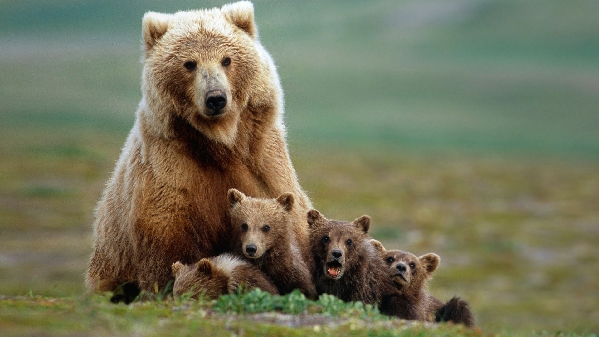 sfondi barba hd,orso bruno,animale terrestre,orso grizzly,orso,natura